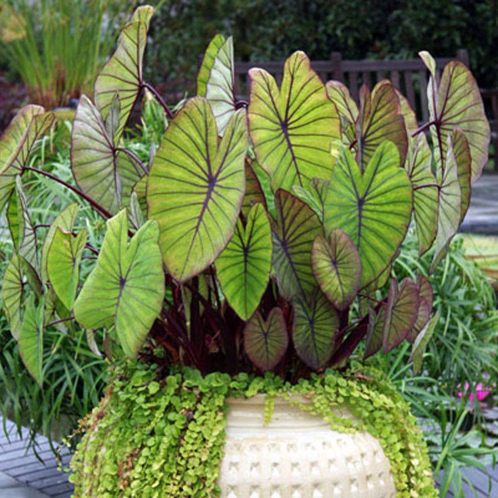 Blue Hawaii Taro  <br>  (Colocasia) <br> - pondmegastore