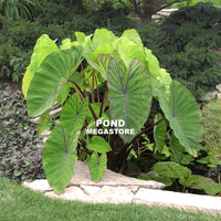 Blue Hawaii Taro  <br>  (Colocasia) <br> - pondmegastore