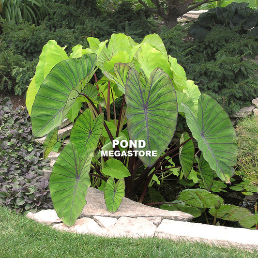 Blue Hawaii Taro  <br>  (Colocasia) <br> - pondmegastore
