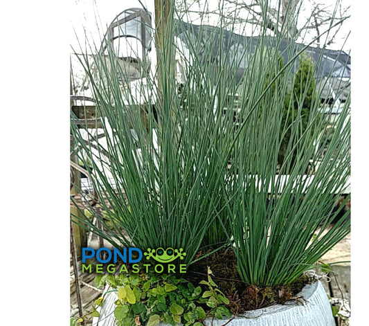 Blue Rush (Juncus Glauca) <br> Native plant <br> prevents erosion! - pondmegastore