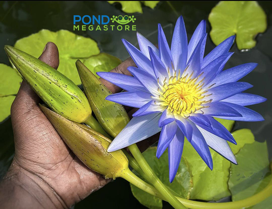 3 BLUE WATERLILIES! <br> Special, Just $99.99 - Pond Megastore