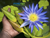 3 BLUE WATERLILIES! <br> Special, Just $99.99