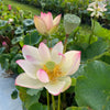 Blushing Fairy Lotus