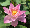 Blushing Bride Lotus <br> Tall - Large, Pink Blooms!