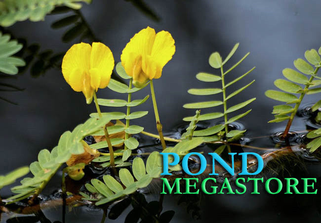 Botswana Wonder (Aeschynomene Fluitans) <br> Our Favorite Floating Plant ! - pondmegastore