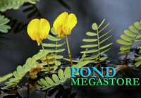 Botswana Wonder (Aeschynomene Fluitans) <br> Our Favorite Floating Plant ! - pondmegastore