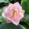 Buddha's Seat 13 Lotus <br> Tall -  Lustrous Pink Blooms!