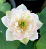 Buddha's Seat 13 Lotus <br> Tall -  Lustrous Pink Blooms!