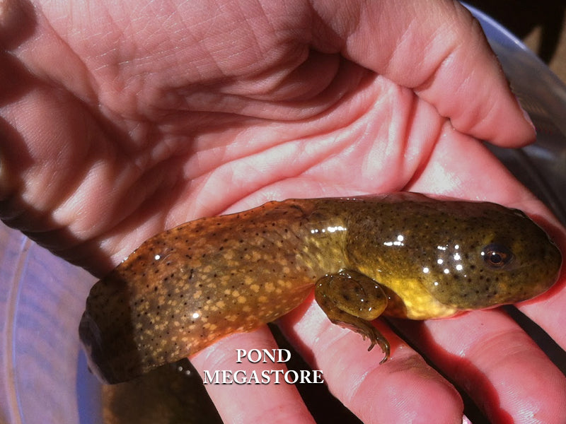 Bullfrog Tadpoles, Where can I buy tadpoles– Pond Megastore