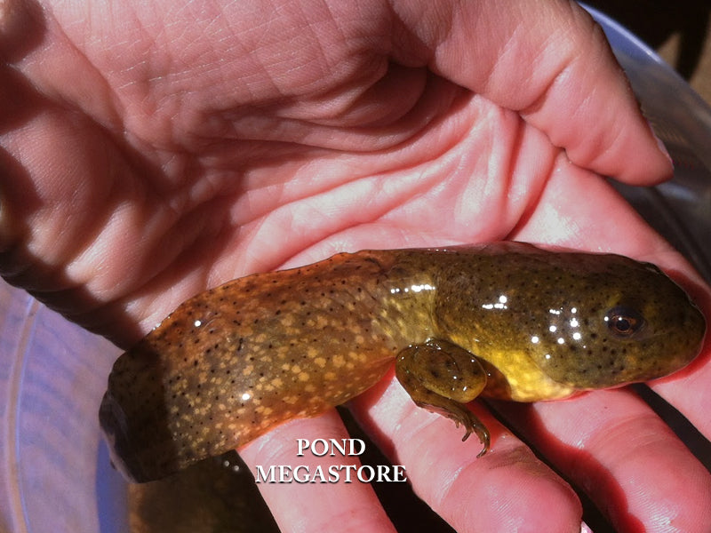 Bullfrog Tadpoles (Bulk) <br> Ships all year from our fishery - pondmegastore