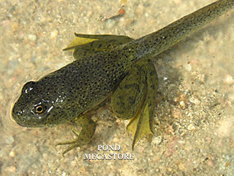 Bullfrog Tadpoles (Bulk) <br> Ships all year from our fishery - pondmegastore