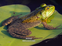 Bullfrog Tadpoles (Bulk) <br> Ships all year from our fishery - pondmegastore