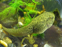Bullfrog Tadpoles (Bulk) <br> Ships all year from our fishery - pondmegastore