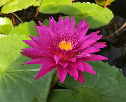 Bull's Eye Water Lily <br> Day blooming <br> Medium Water Lily <br> Ships Spring 2020 ! - pondmegastore