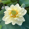 Butterscotch Lotus