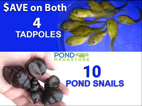 10 Pond Snails & 4 Tadpoles, SHIPS APRIL & MAY!