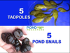 5 Live Snail & 5 Live Tadpole Package! SHIPS APRIL & MAY!