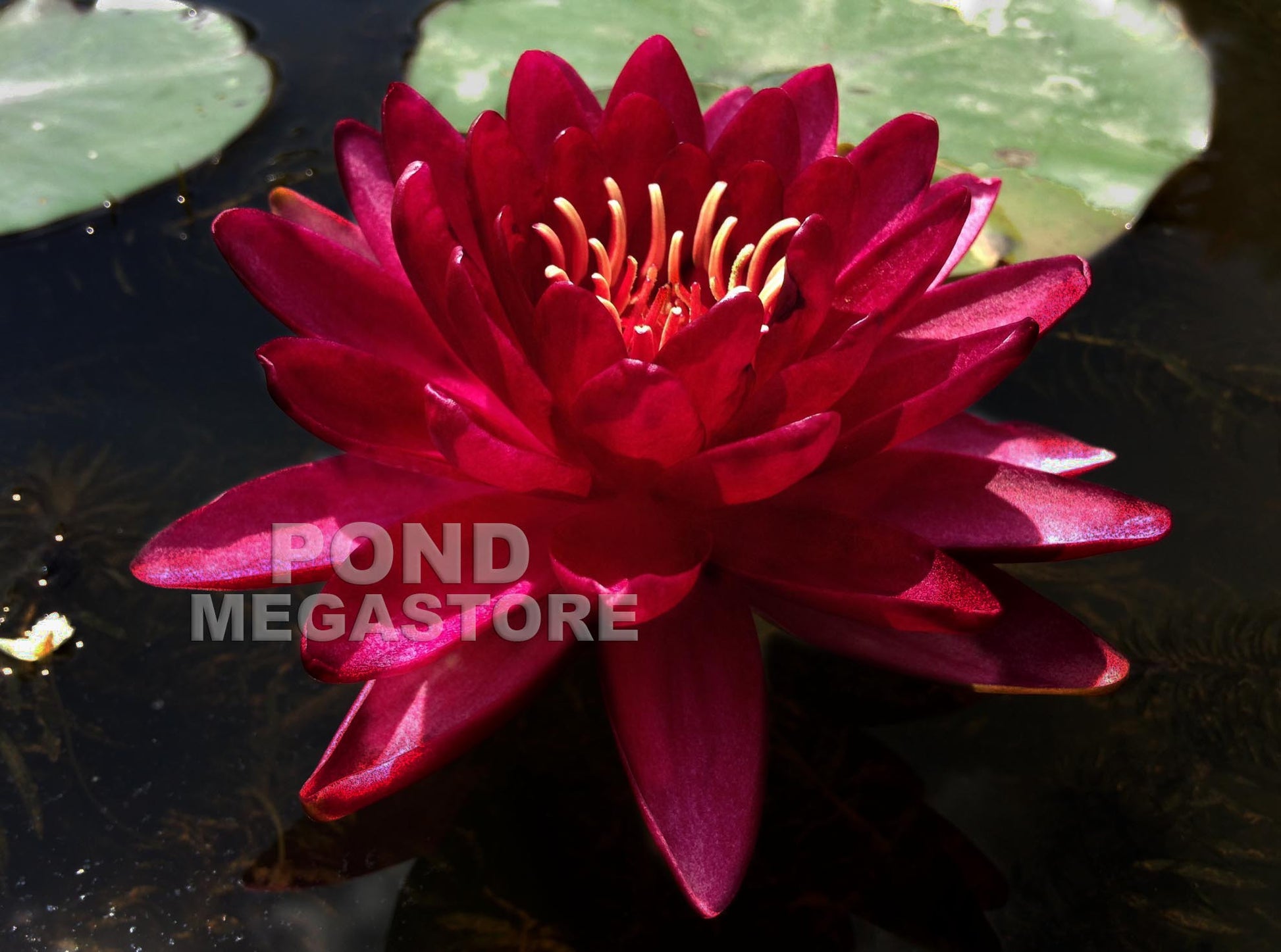 Cranberry Hardy Waterlily <br> Large Waterlily <br> - pondmegastore