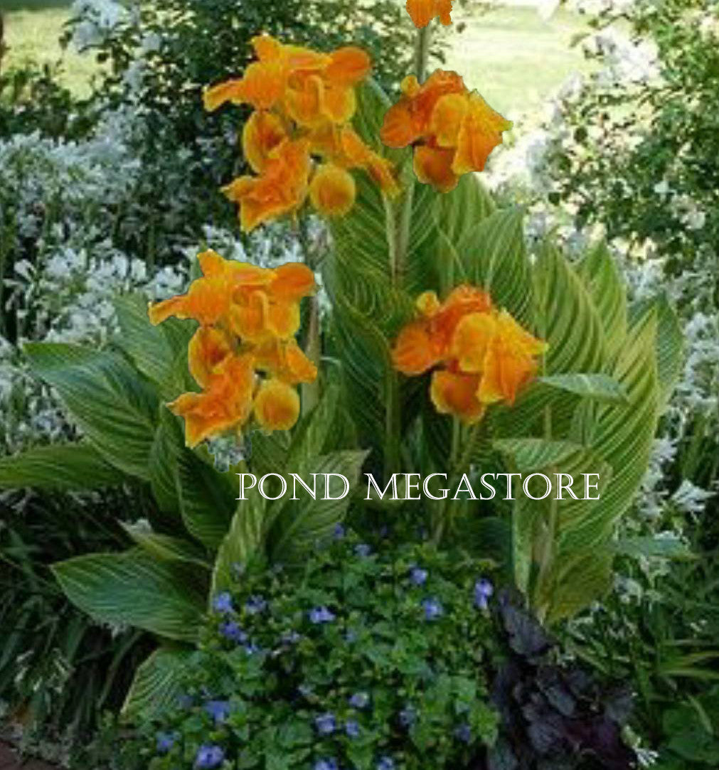 Bengal Tiger Canna (br) Live Plants <br> - pondmegastore