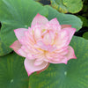 Carobee Lotus