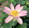 Carolina Queen Lotus <br> Tall / Very Large Blooms!