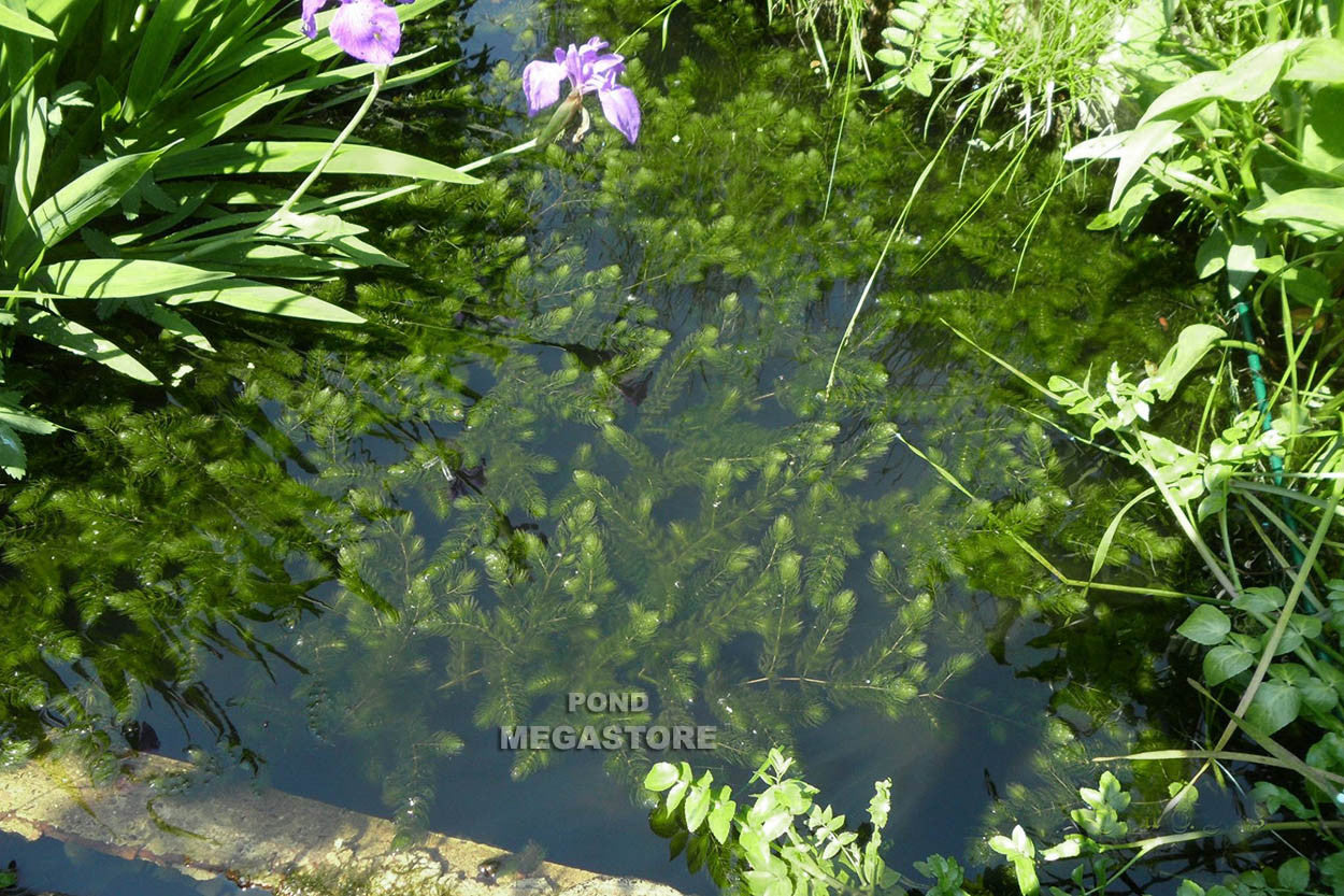 Hornwort (Ceratophyllum Demersum), <br> Best Oxygenating Pond Plant by a mile! <br> Starves algae and protects fish - pondmegastore