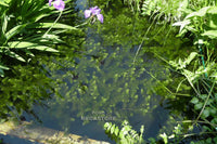 Hornwort (Ceratophyllum Demersum), <br> Best Oxygenating Pond Plant by a mile! <br> Starves algae and protects fish - pondmegastore