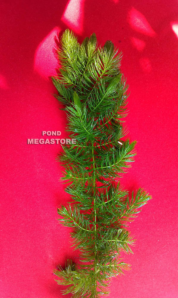 Hornwort (Ceratophyllum Demersum), <br> Best Oxygenating Pond Plant by a mile! <br> Starves algae and protects fish - pondmegastore