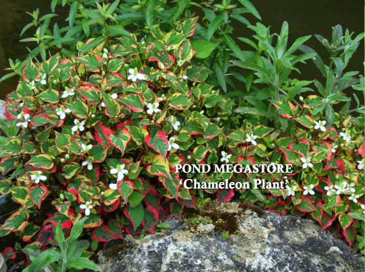Chameleon Plants<br> (Houttuynia Cordata Variegata) <br> - pondmegastore