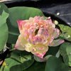 Charming Lips Lotus <br> Medium / Peony shaped blooms!