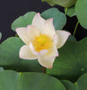 Chawan Basu Lotus, One of the oldest Lotus in the USA