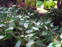 Chinese Lizard's Tail <br> (Saururus Chinensis) <br> - pondmegastore