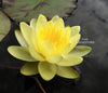 Chromatella, SMALL Hardy Waterlily <br> Sunshine Yellow flowers all May to October!