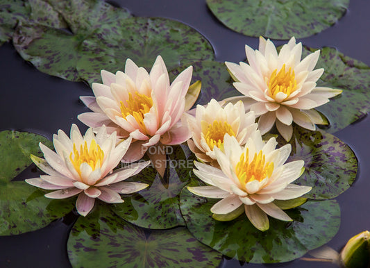 Citrus Twist Waterlily <br> Small-Medium Hardy Water Lily <br> - pondmegastore