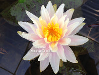 Citrus Twist Waterlily <br> Small-Medium Hardy Water Lily <br> - pondmegastore