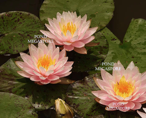 Citrus Twist Waterlily <br> Small-Medium Hardy Water Lily