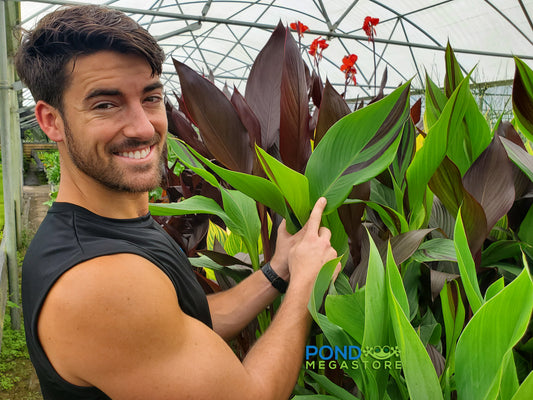 Cleopatra Canna <br> Live Plants <br> Long Blooming Season! - pondmegastore