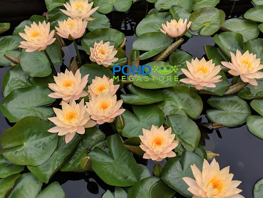 Clyde Ikins Waterlily <br> Large Hardy Water Lily <br> - pondmegastore
