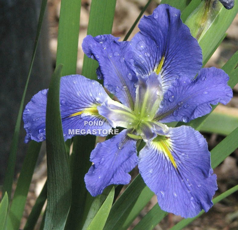 Clyde Redmond, Louisiana Iris <br> - pondmegastore
