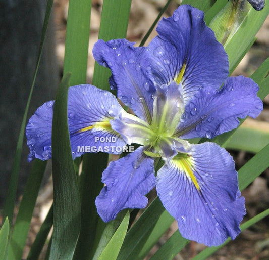 Clyde Redmond, Louisiana Iris <br> - pondmegastore