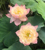 Jin Se <br> Dazzling, Versicolor Blooms