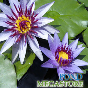 Colorata Waterlily <br>Very Fragrant Lily