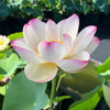Colorful Cloud Lotus