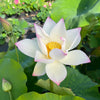 Colorful Jade Lotus