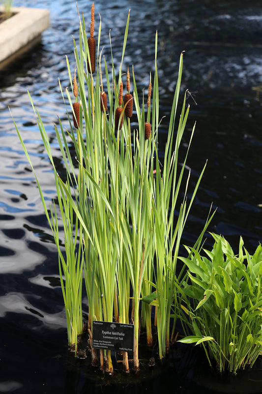 Common Cattail <br> (Typha Latifolia) <br> Live plants! - pondmegastore