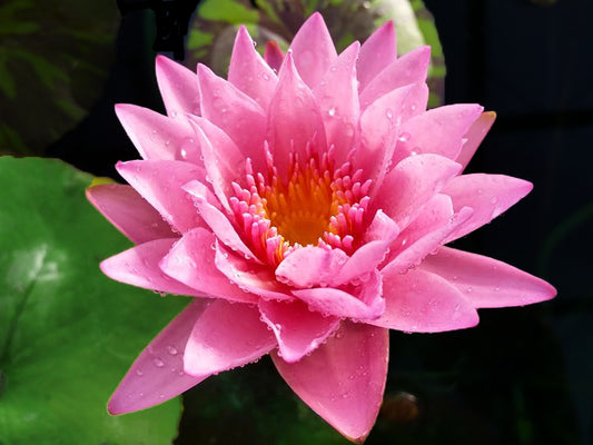 Coral Sky - Pink Waterlily <br> Excellent Bloomer - pondmegastore
