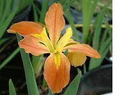 Orange Louisiana Iris <BR>Ships Spring until late summer - Pond Megastore