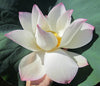 Cranberry Kiss Lotus <br> Tall / Heavy Bloomer, Early Bloomer!