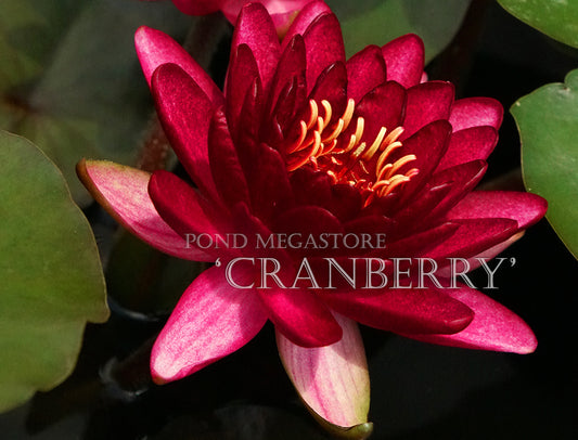 Cranberry Hardy Waterlily <br> Large Waterlily <br> - pondmegastore
