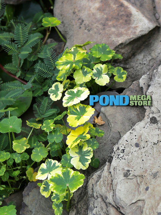 Crystal Ball (Hydrocotyle) <br> Variegated Pennywort <br> Favorite for edges and streams - pondmegastore